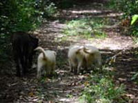 cuccioli in campagna